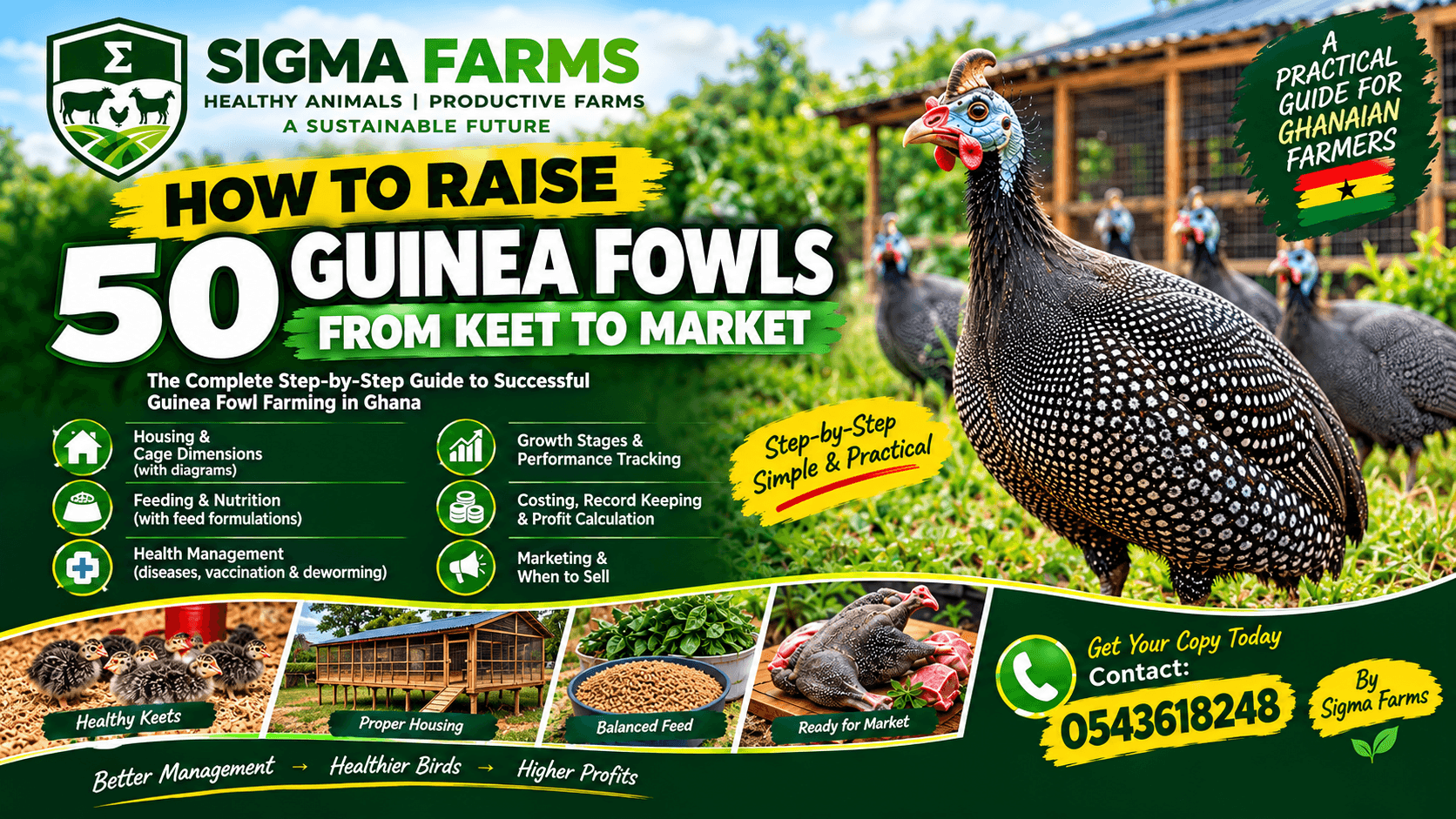 HOW RAISE 50 GUINEA FOWLS FROM KEET TO MARKET